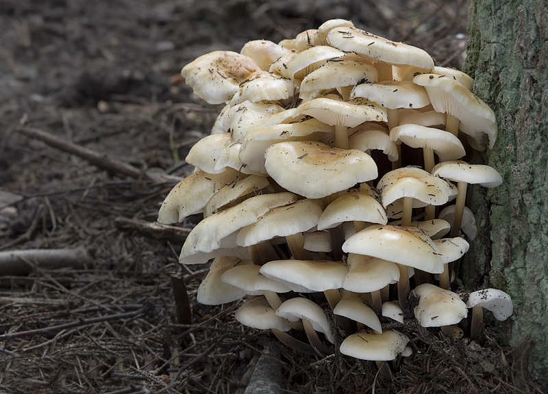 Flammulina fennae